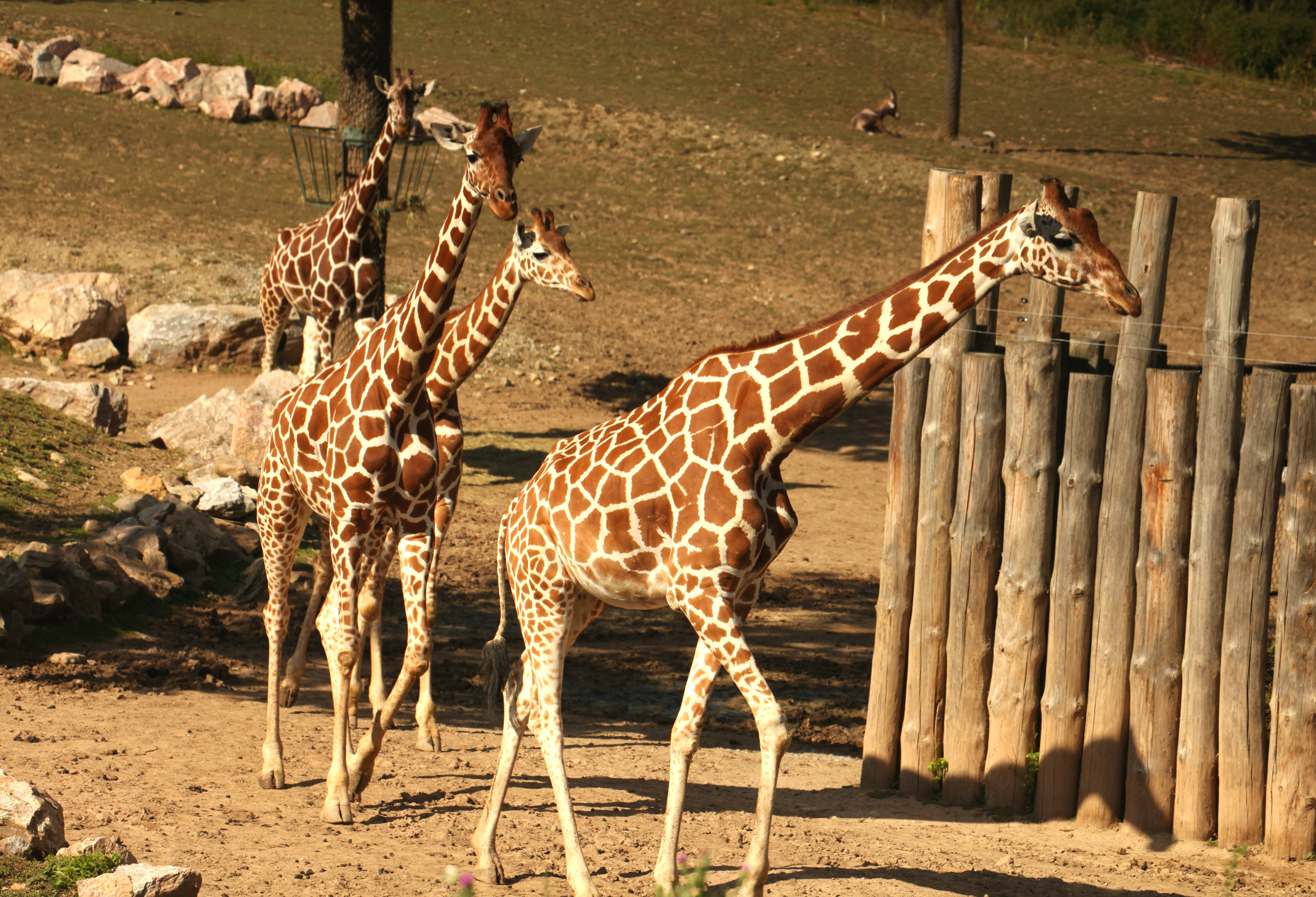 Novinka - Obrázek - Žirafy uvidíte v zoo i v zimě